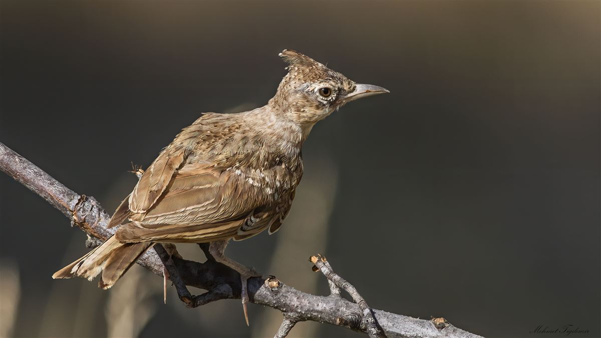 Crested Lark
