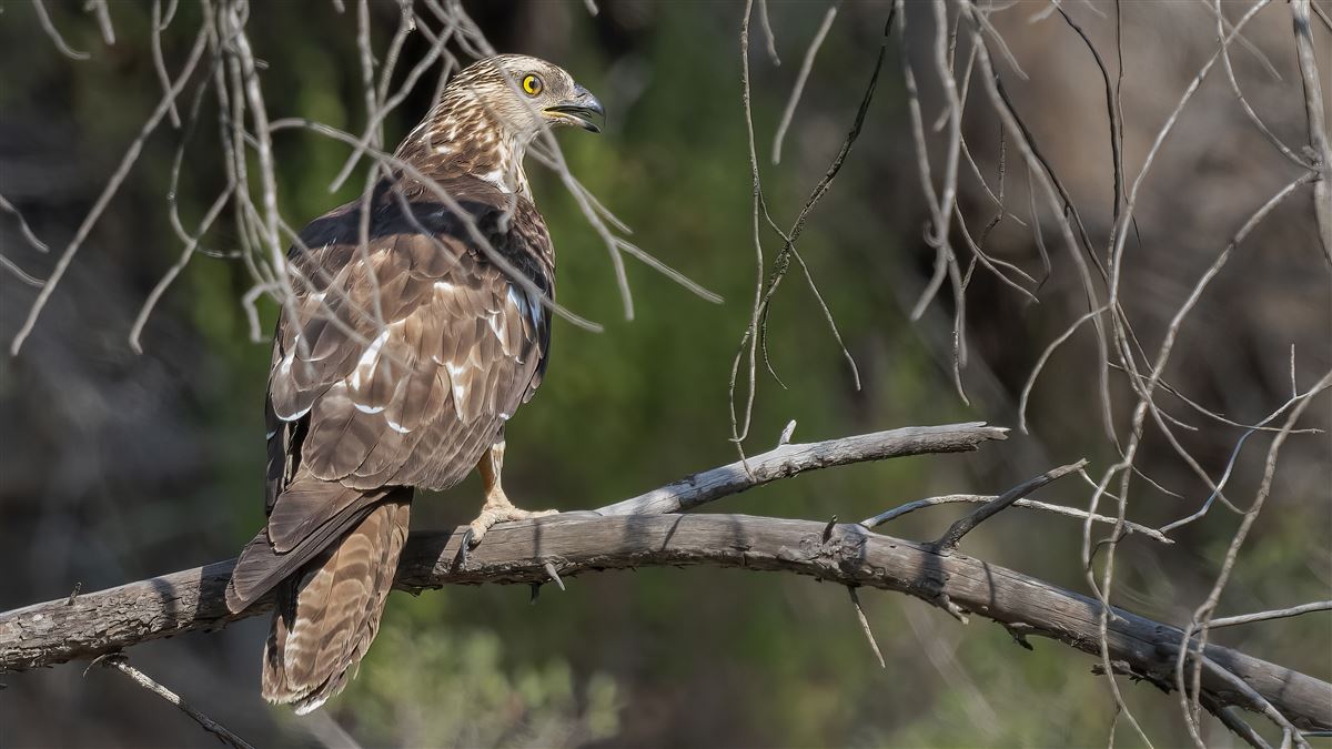 European Honey Buzzard