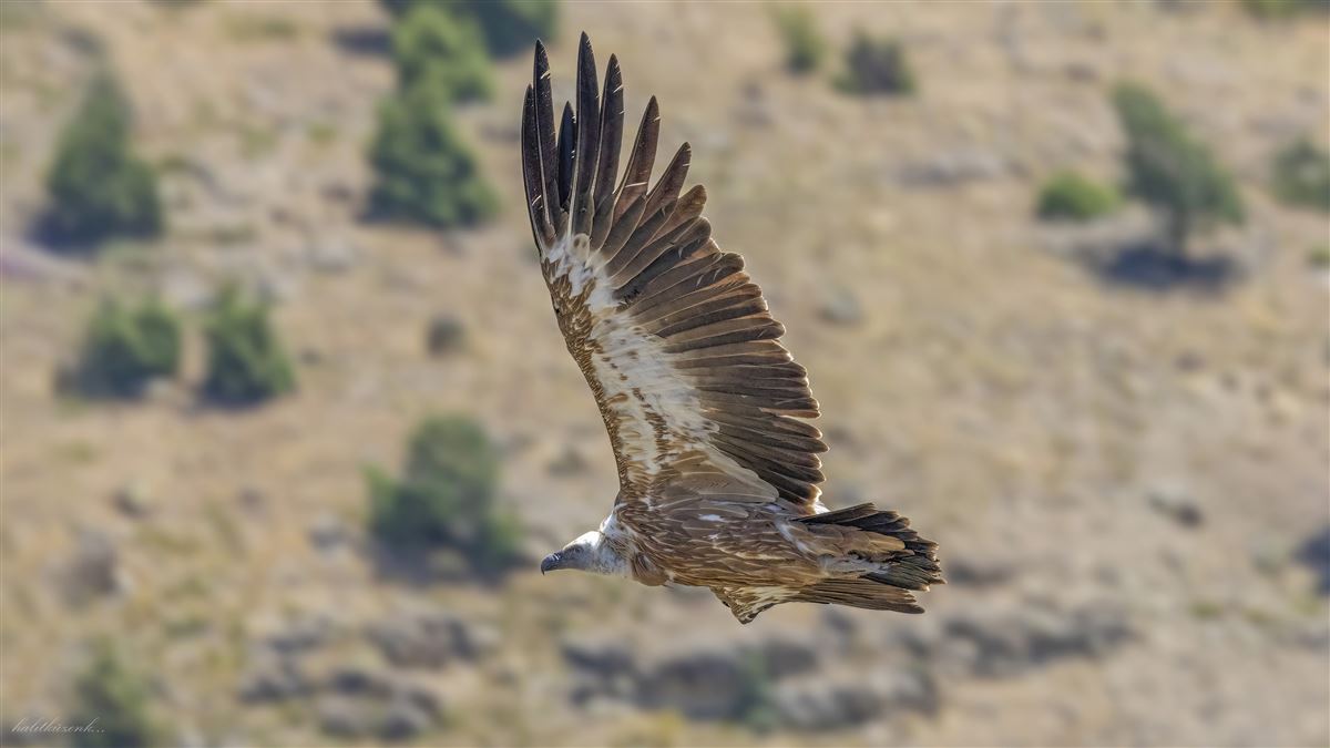 Griffon Vulture