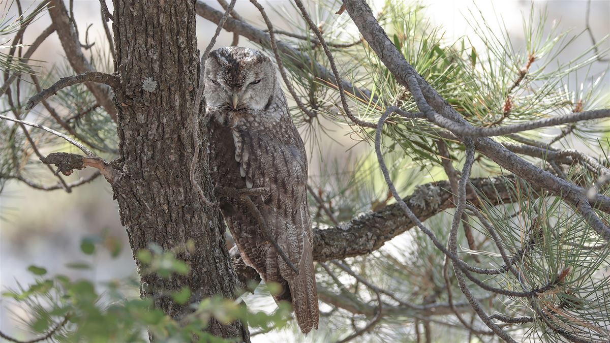 Tawny Owl