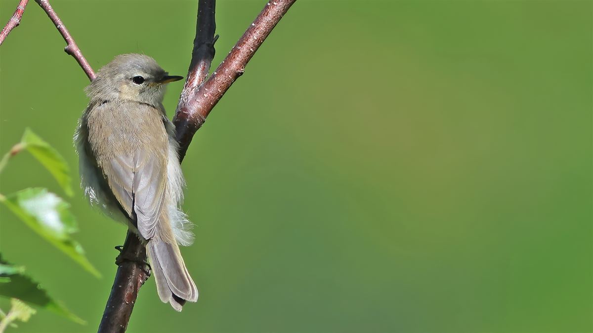 Mountain Chiffchaff