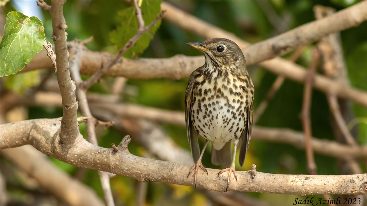 Song Thrush