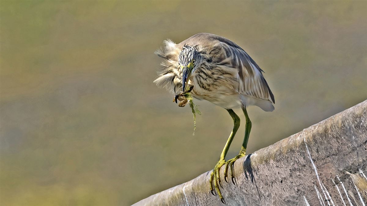 Squacco Heron