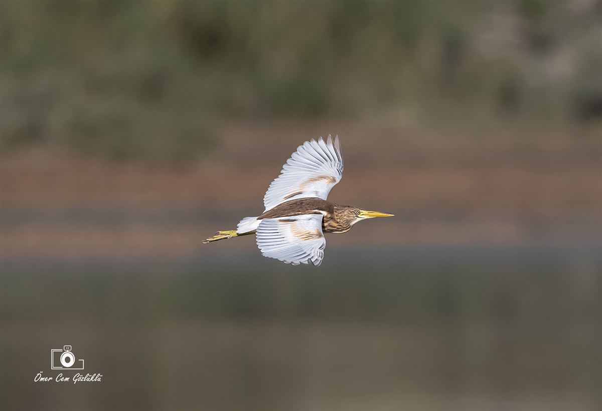Squacco Heron