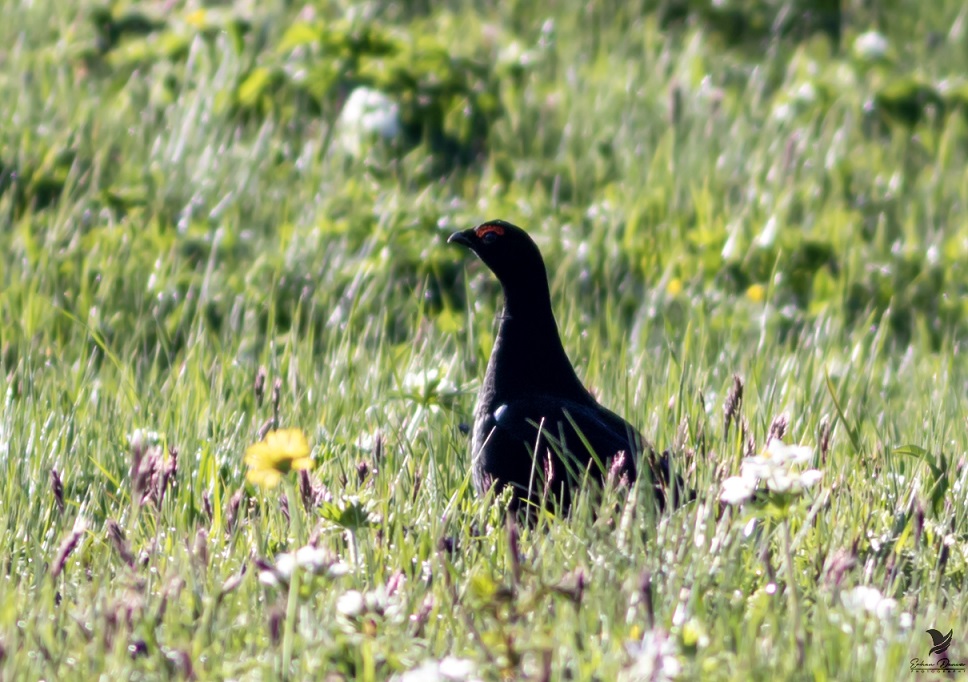 Caucasian Grouse