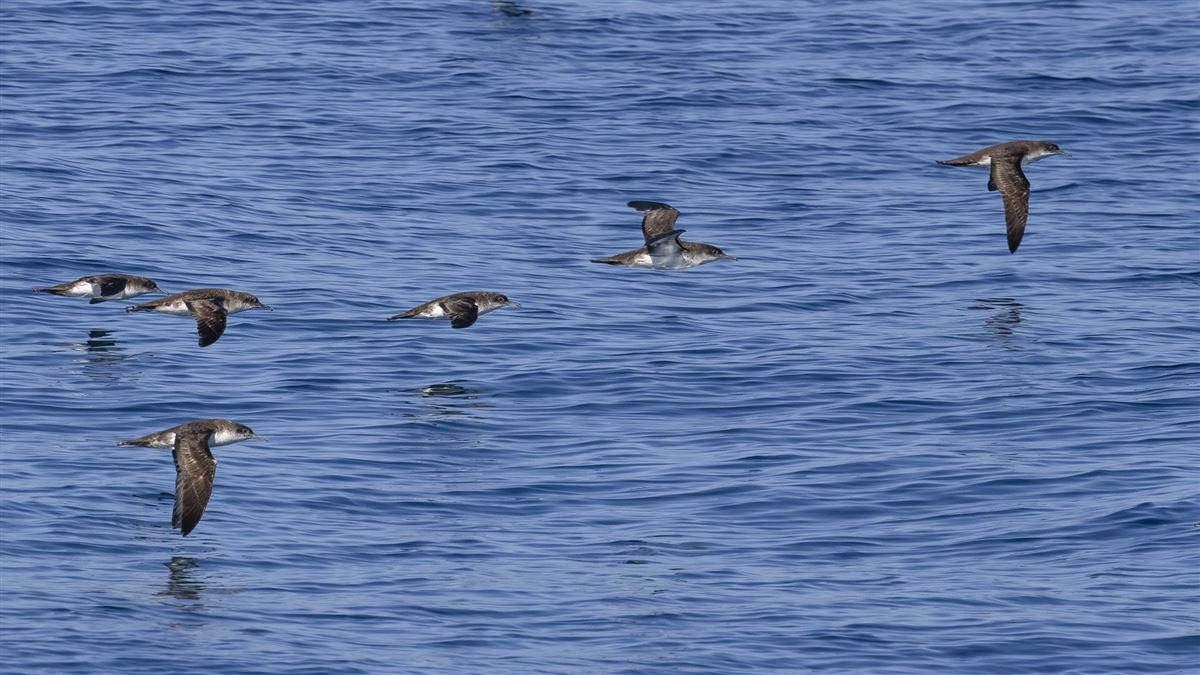 Yelkouan Shearwater