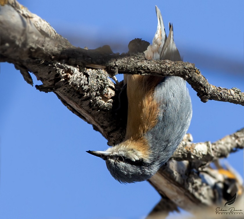 Eurasian Nuthatch