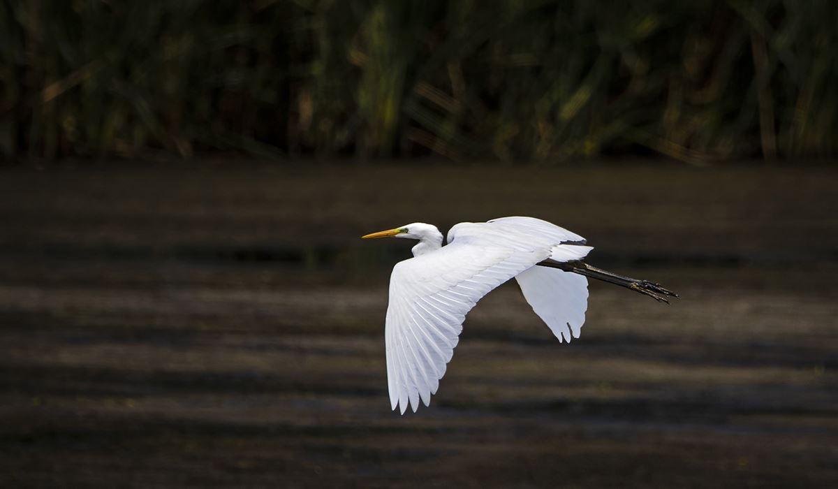 Great Egret