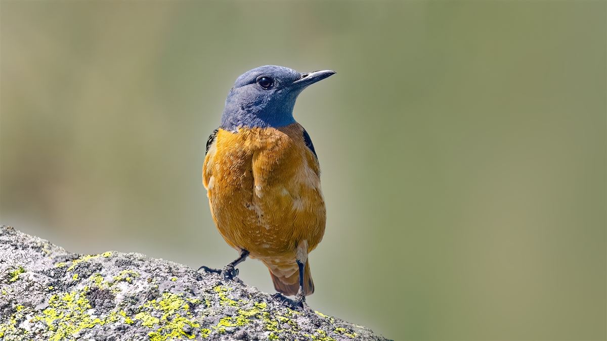 Common Rock Thrush