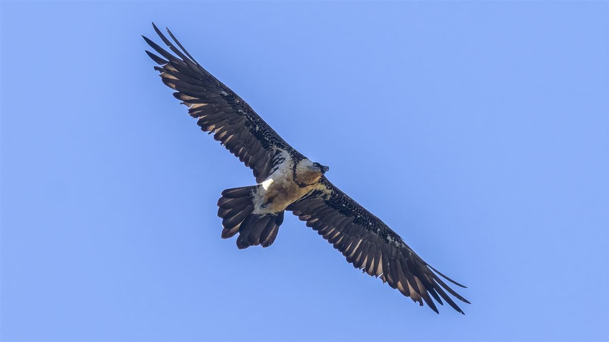 Bearded Vulture