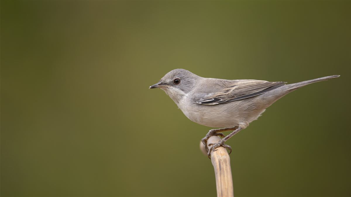 Subalpine Warbler