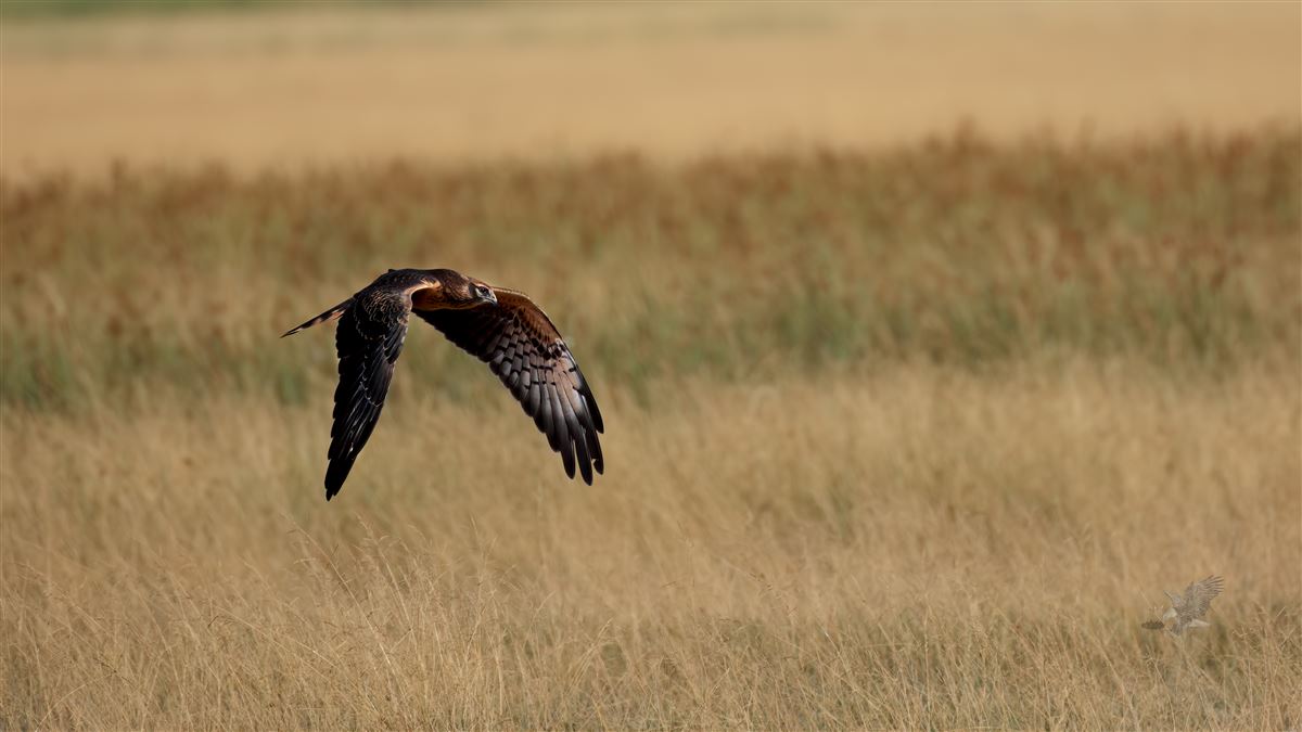 Montagu`s Harrier