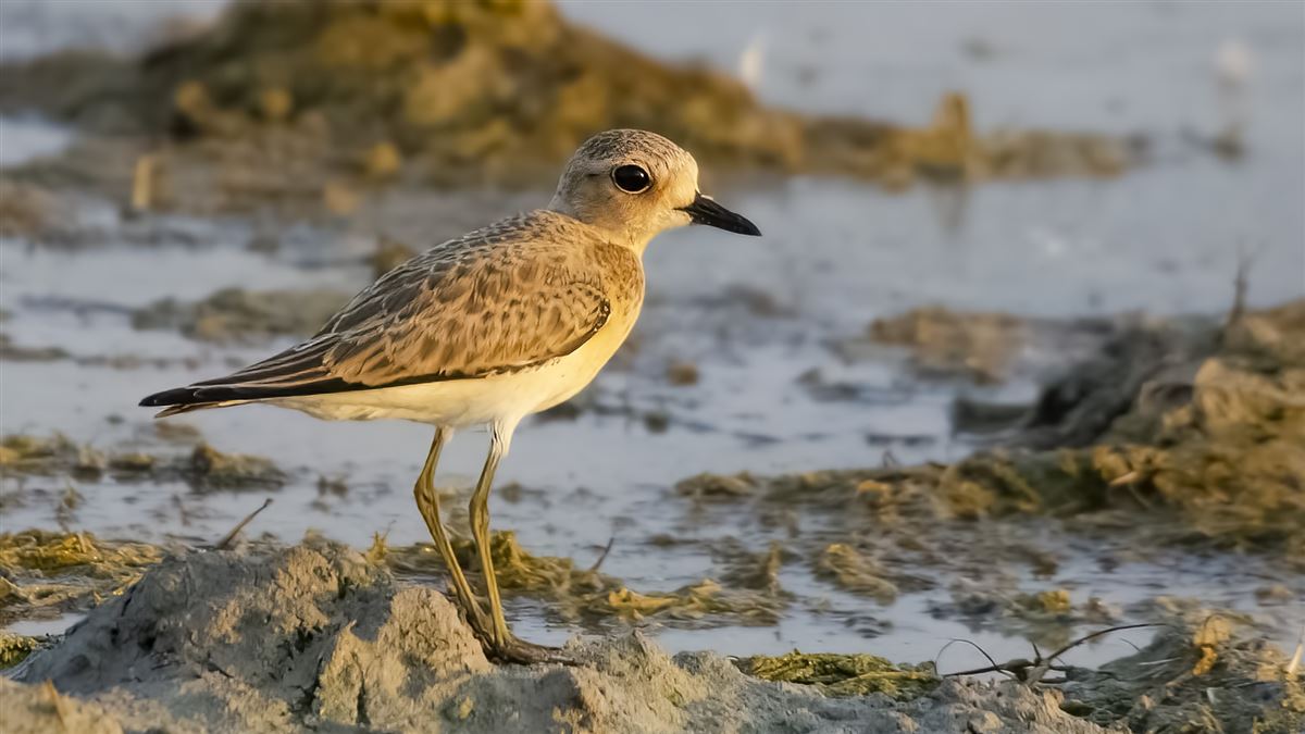 Greater Sand Plover