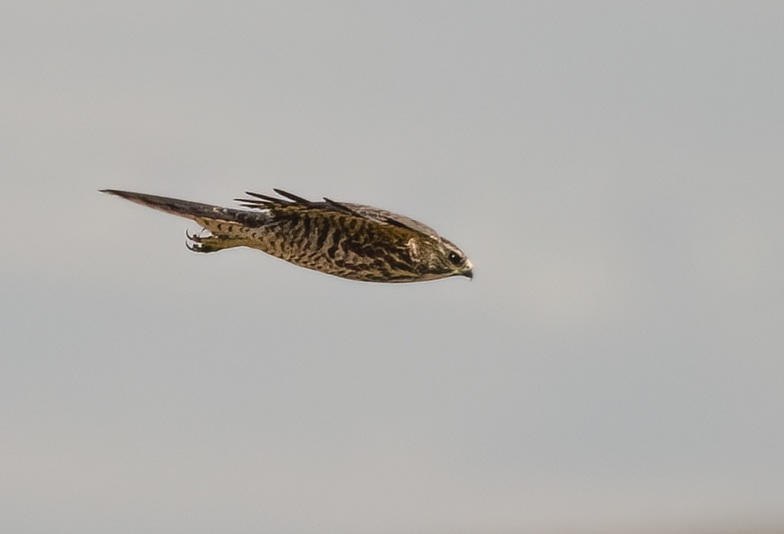 Levant Sparrowhawk