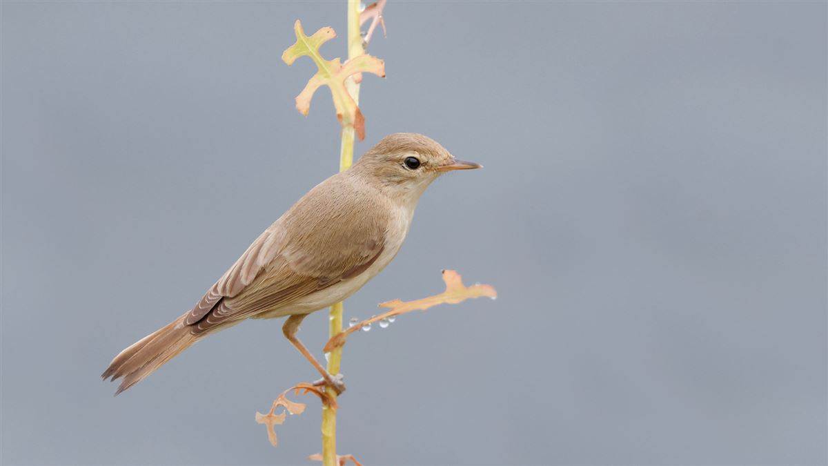 Booted Warbler