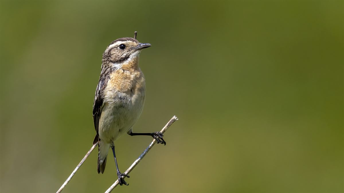 Whinchat