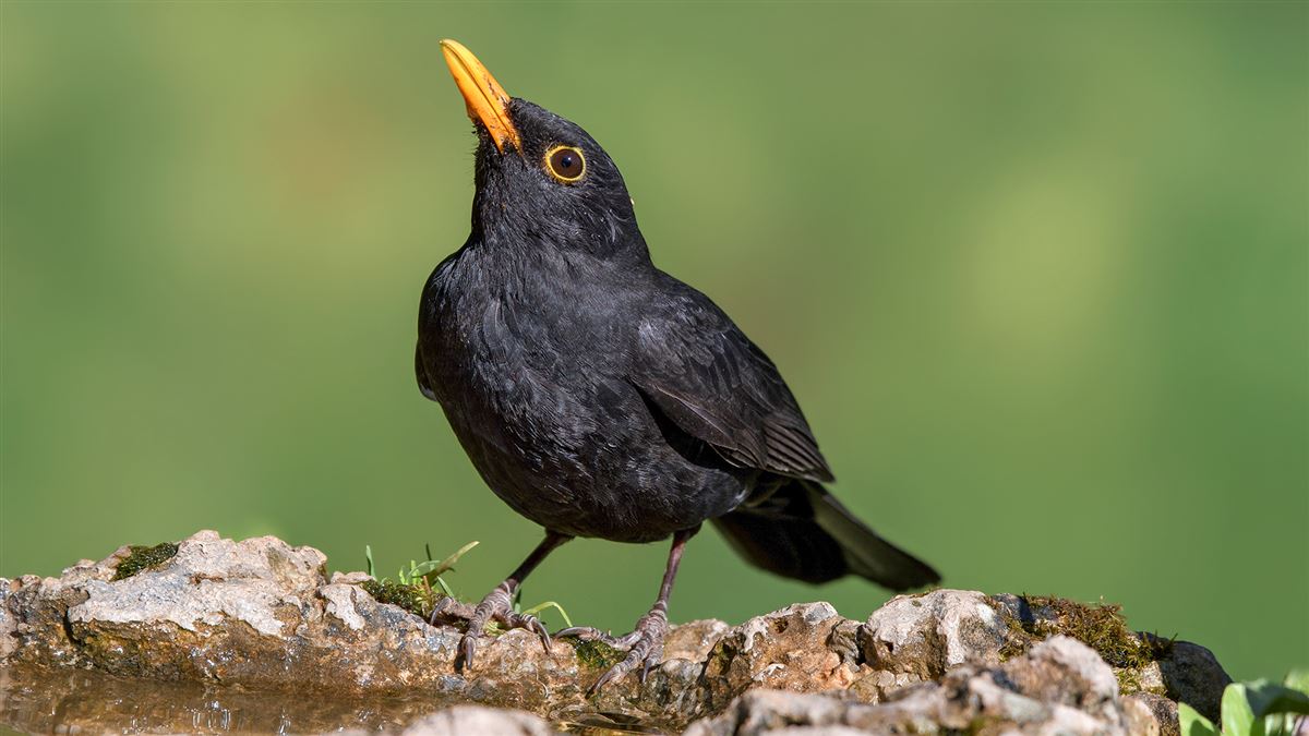 Common Blackbird