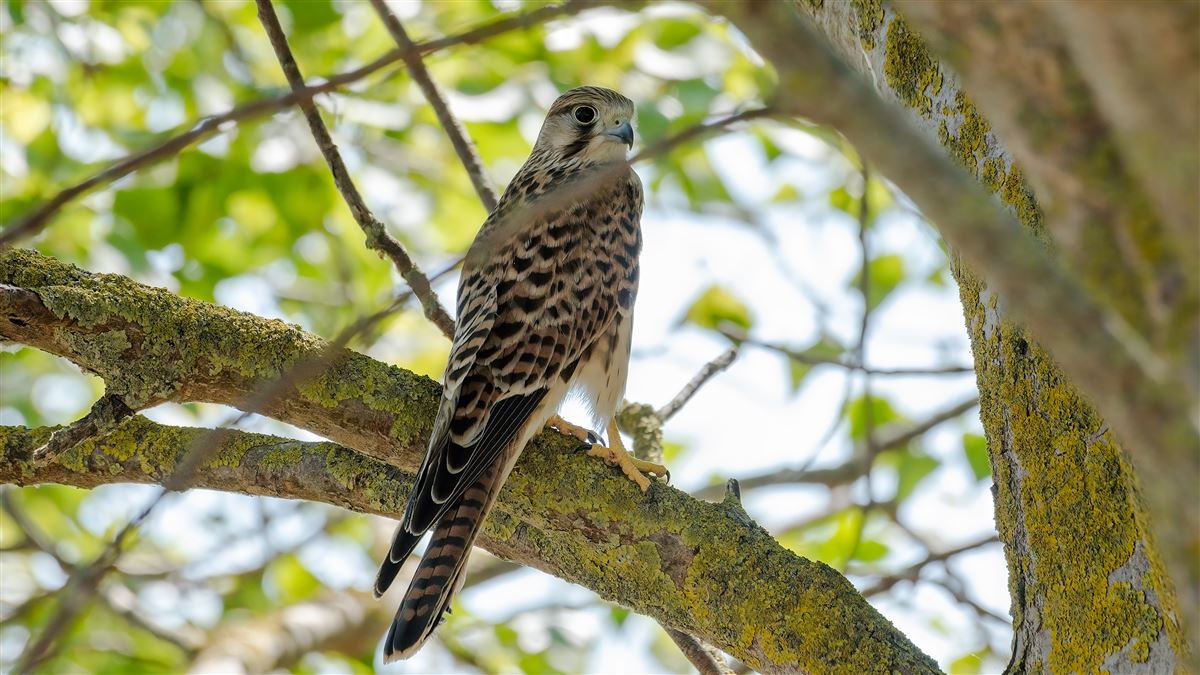 Common Kestrel