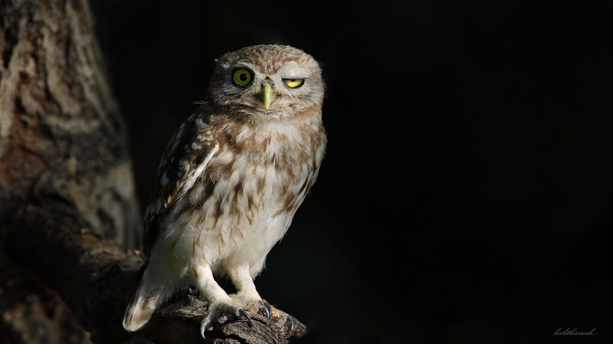Little Owl