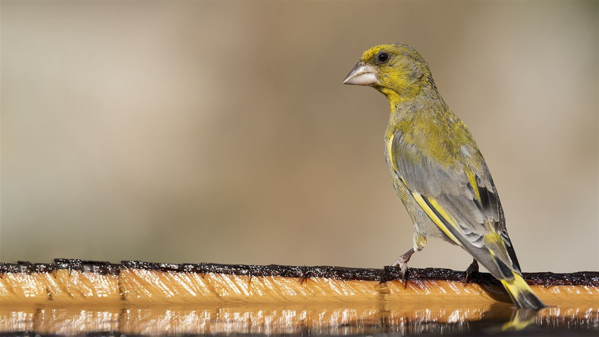 European Greenfinch