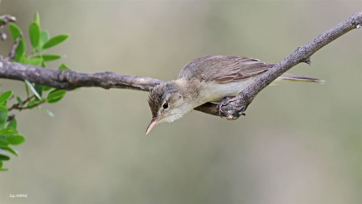 Eastern Olivaceous Warbler