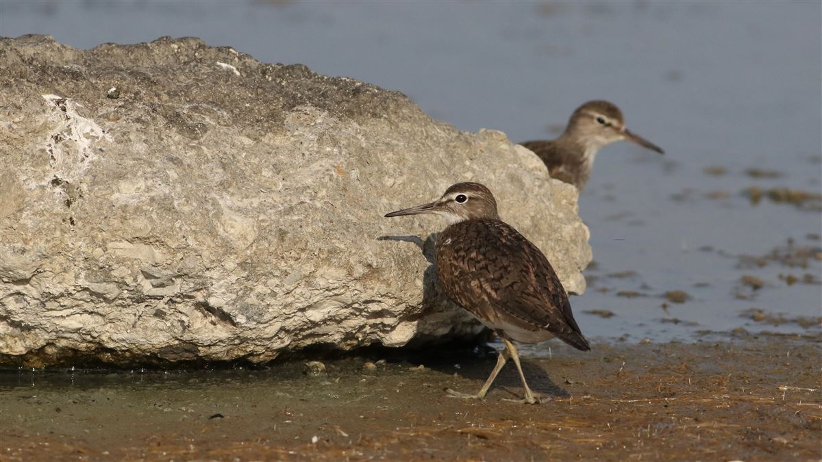 Common Sandpiper