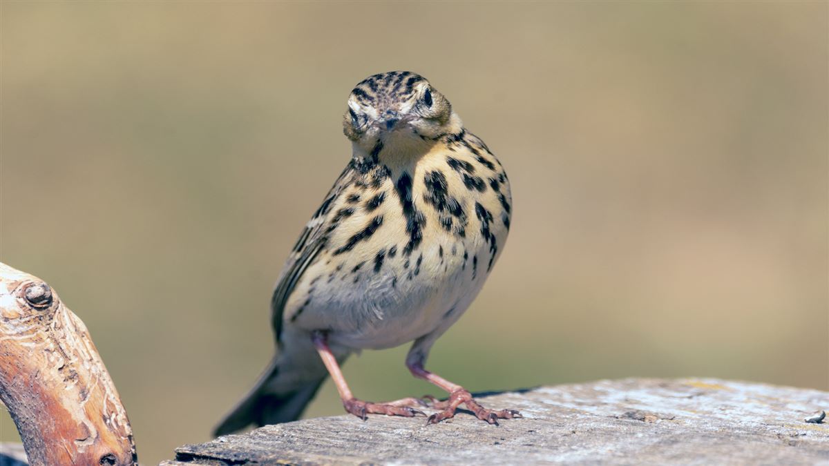 Tree Pipit