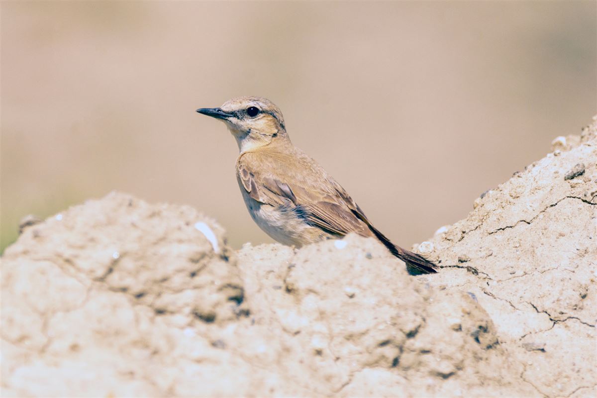 Isabelline Wheatear