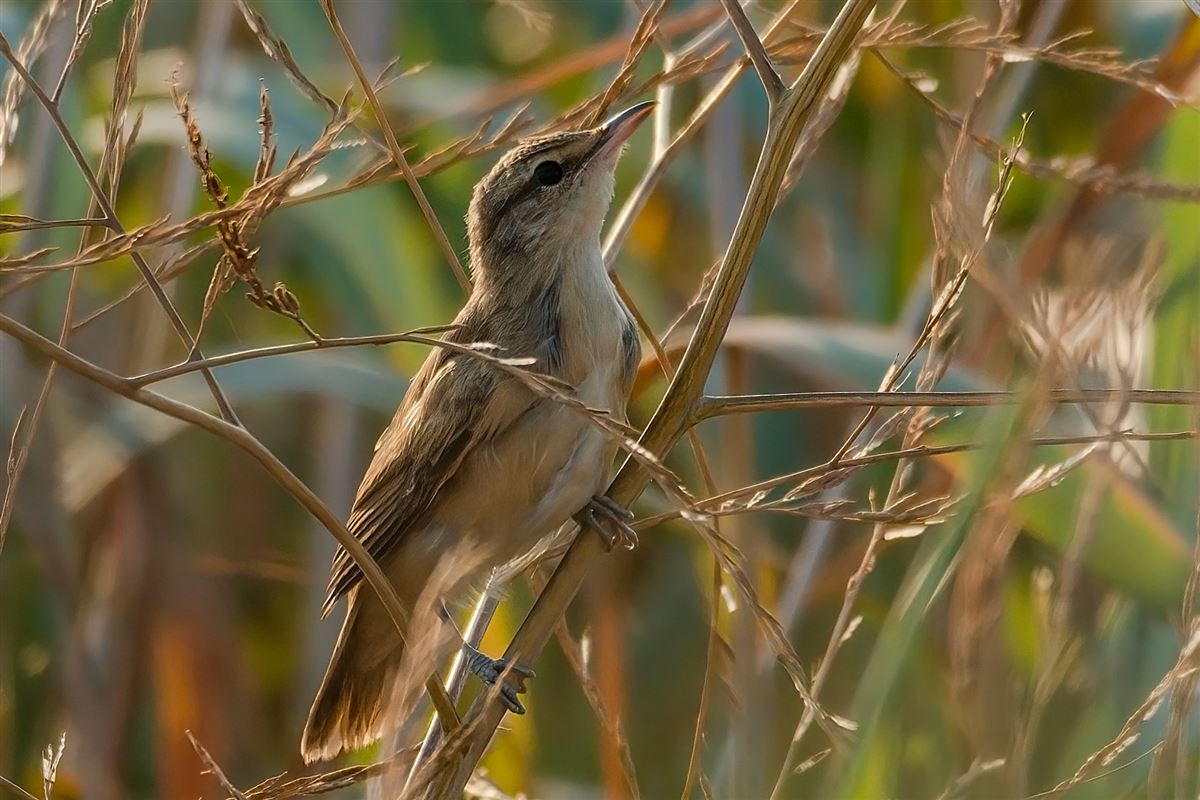 Great Reed Warbler
