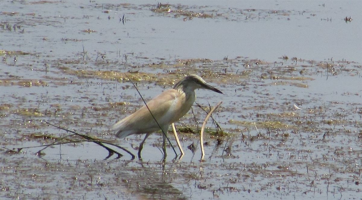 Squacco Heron