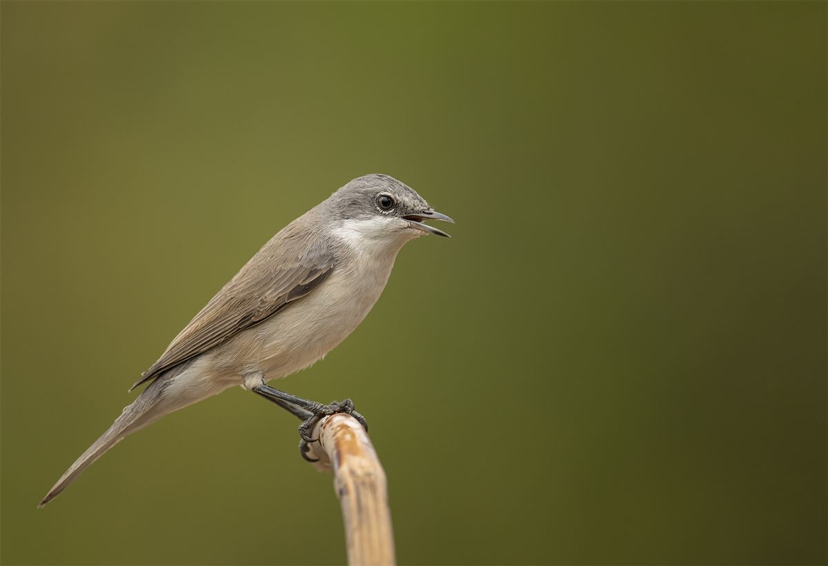 Lesser Whitethroat