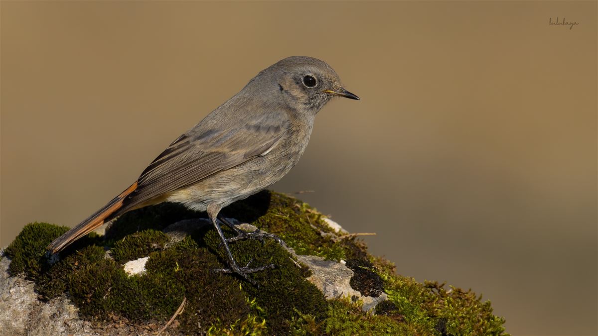 Black Redstart