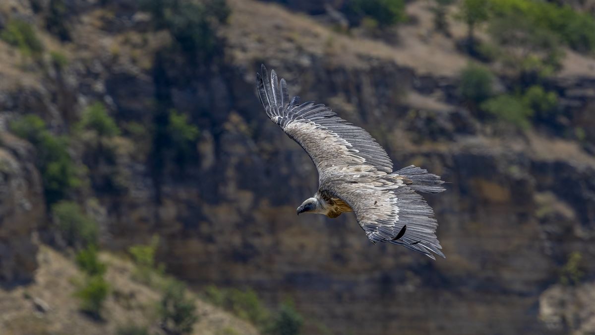 Griffon Vulture