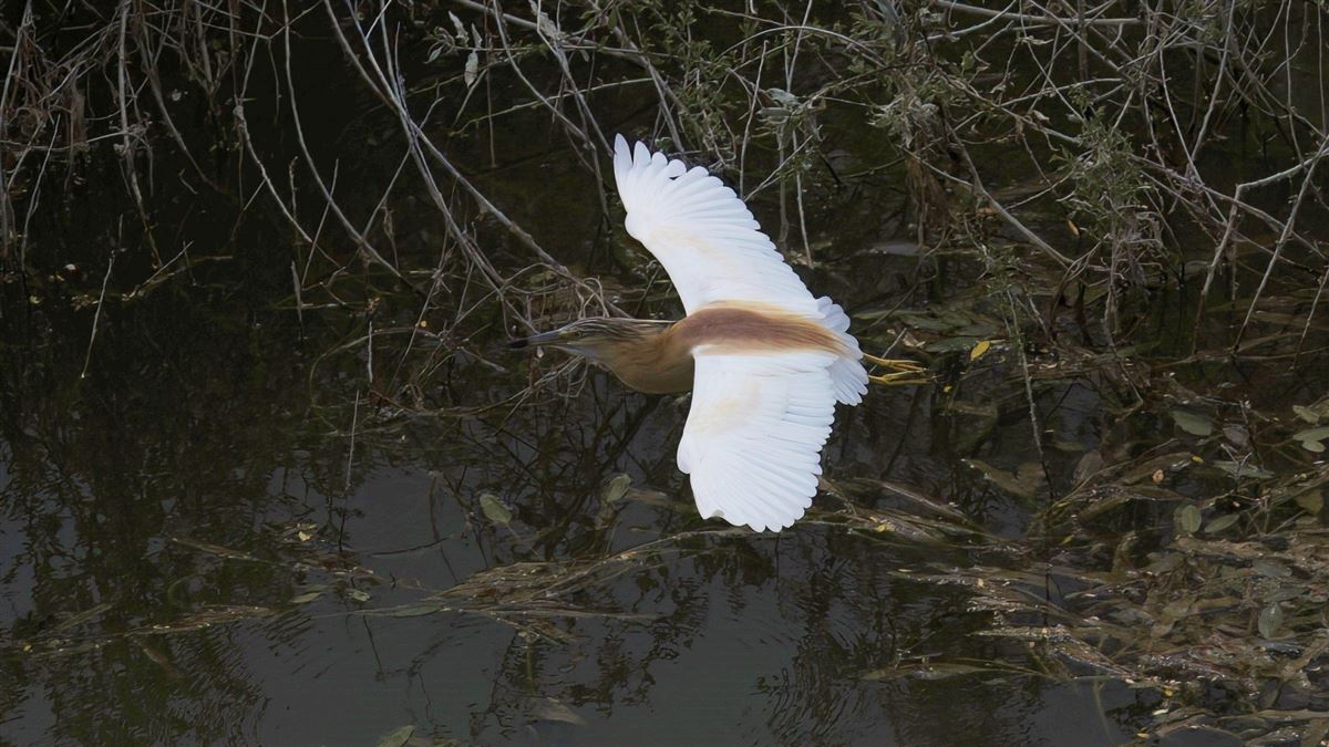 Squacco Heron