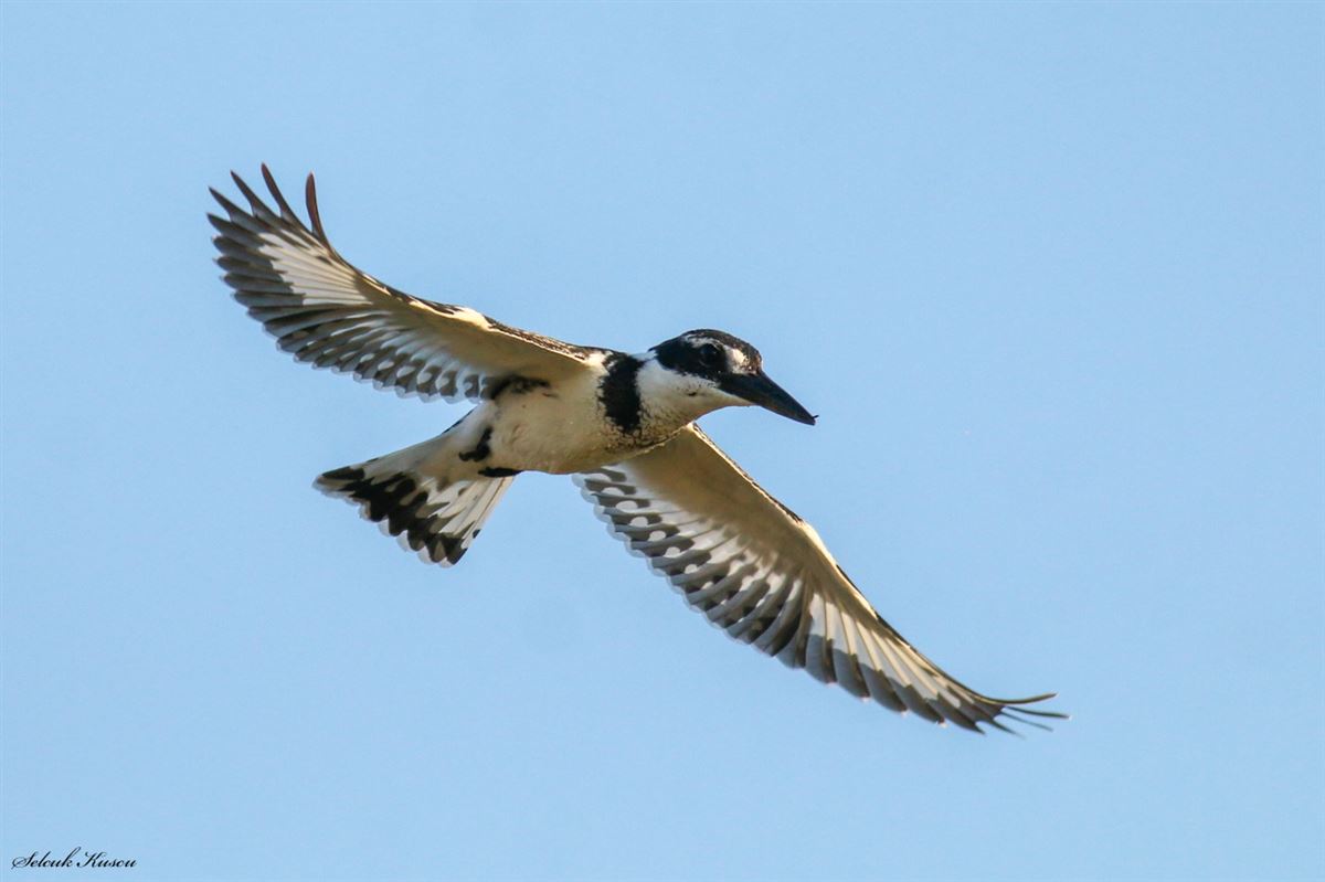 Pied Kingfisher