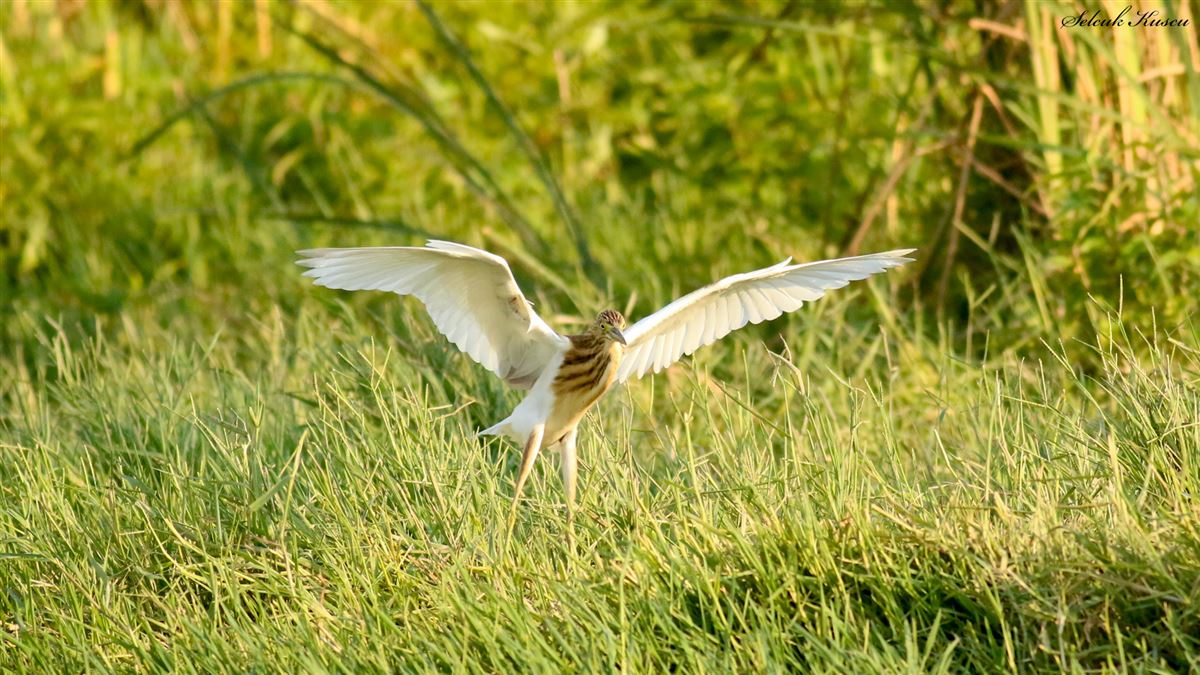 Squacco Heron