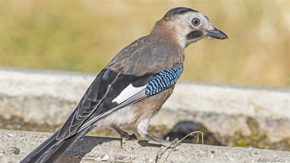 Eurasian Jay