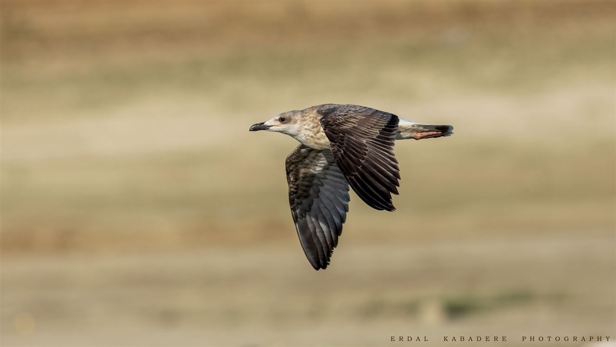 Yellow-legged Gull