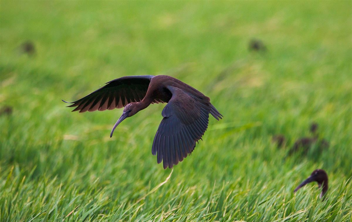 Glossy Ibis