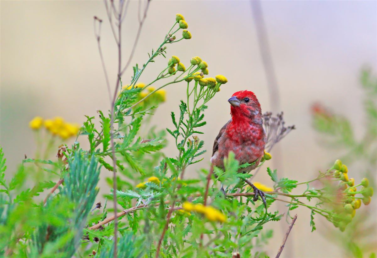 Common Rosefinch