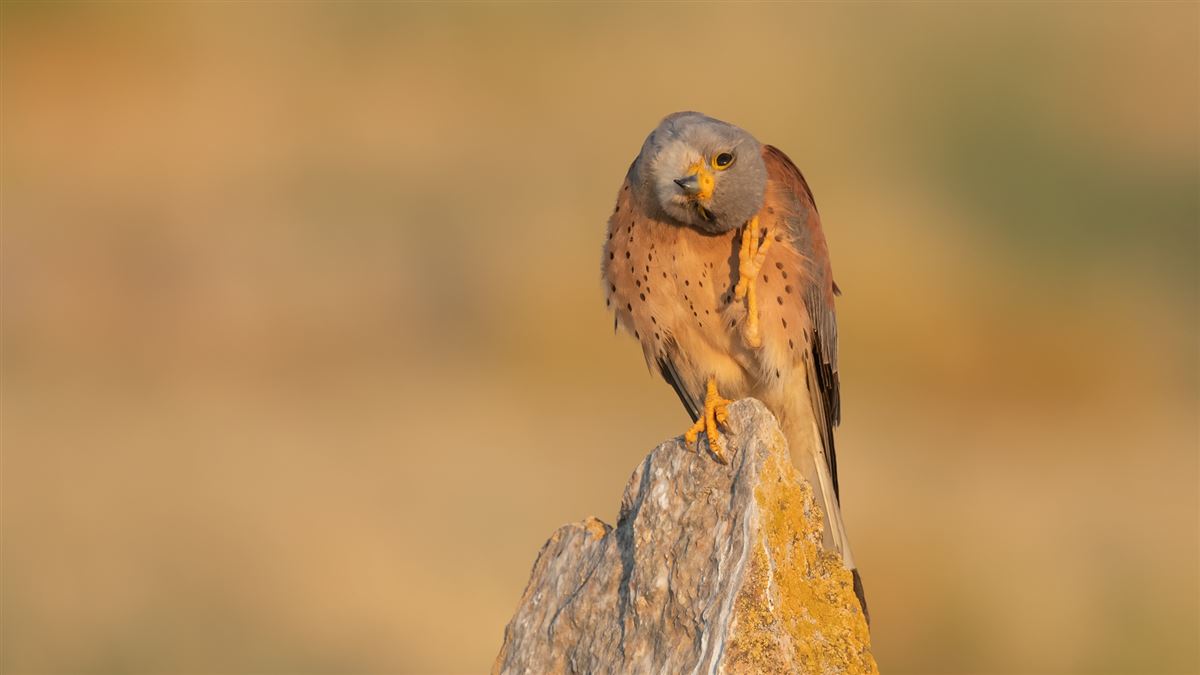 Lesser Kestrel
