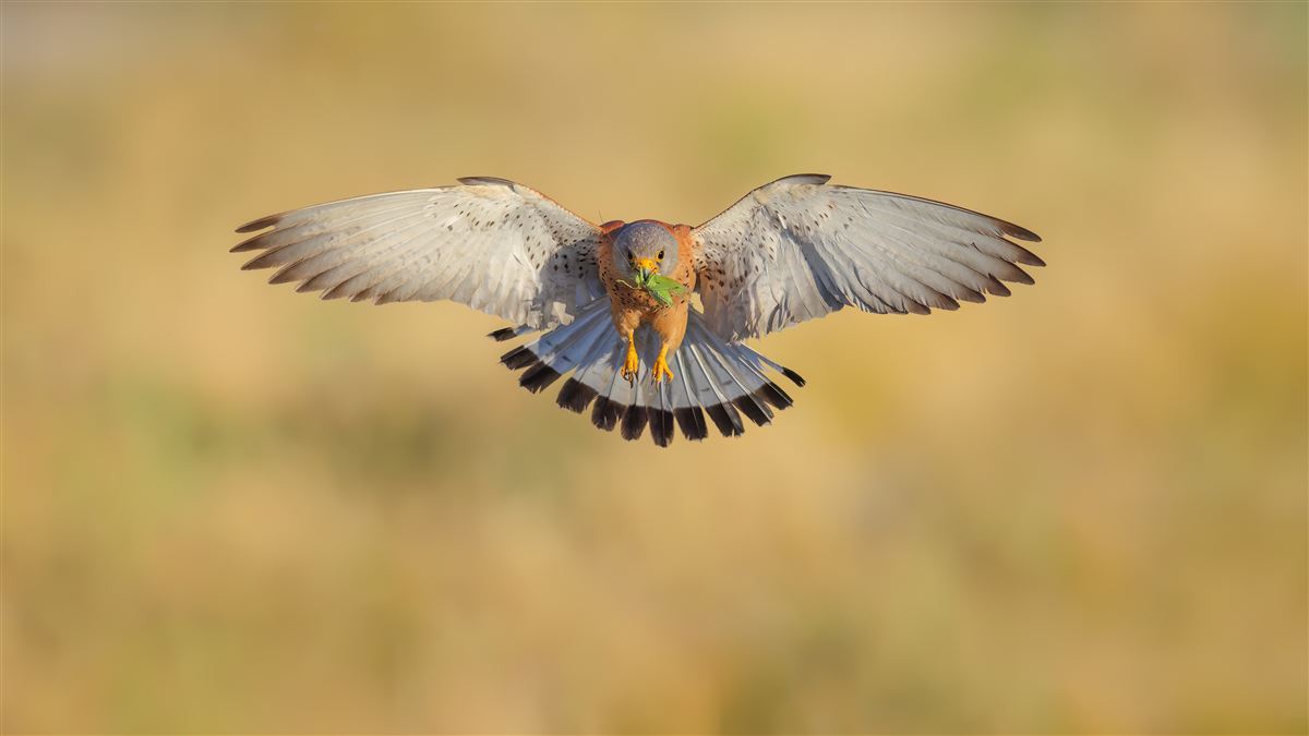 Lesser Kestrel