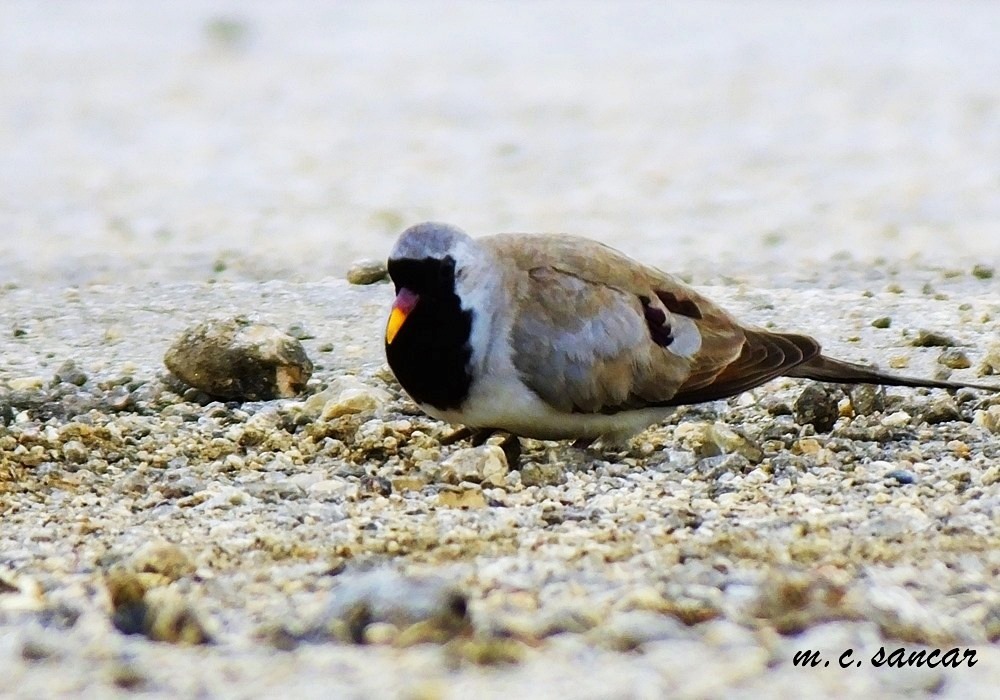 Namaqua Dove