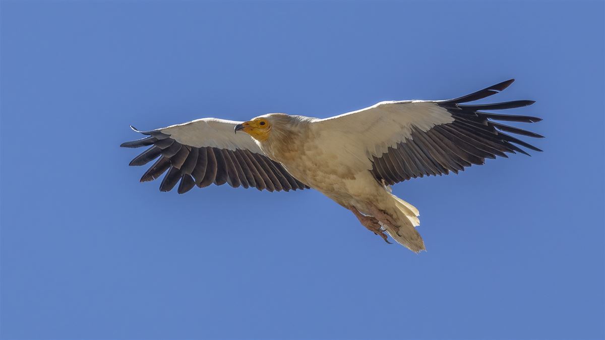 Egyptian Vulture