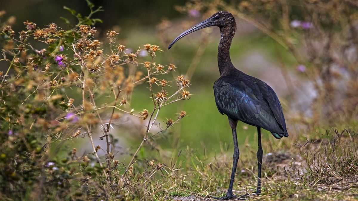 Glossy Ibis