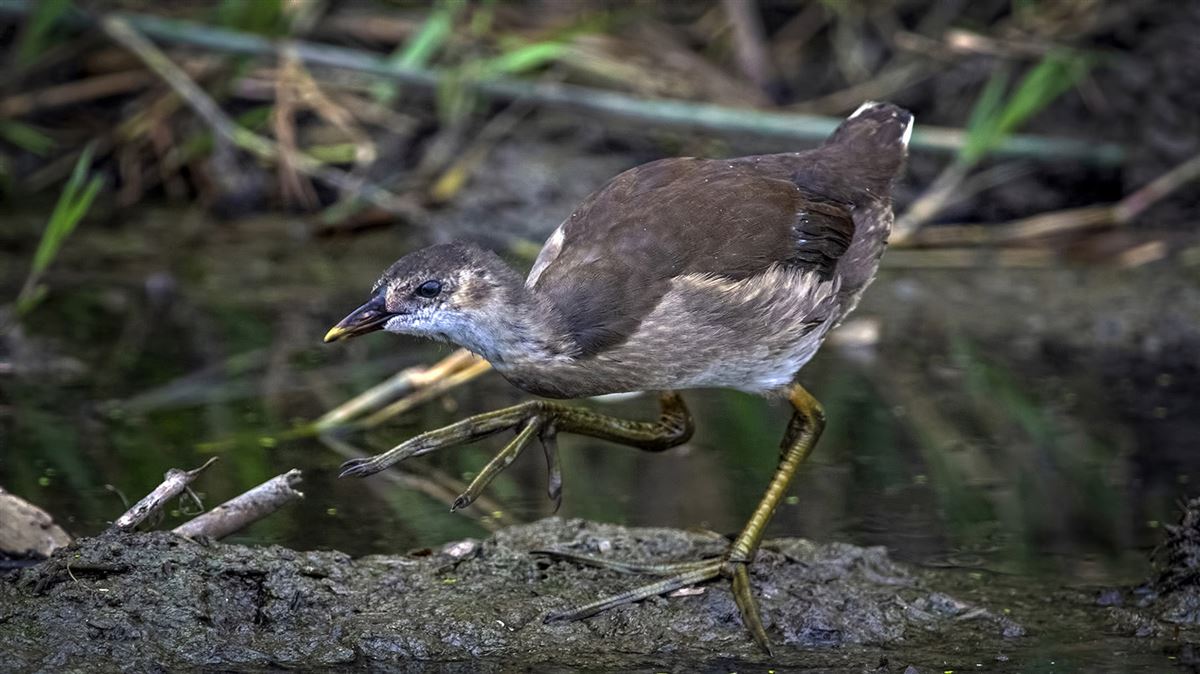 Common Moorhen