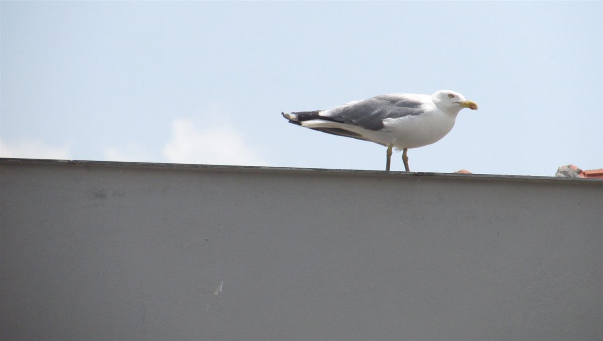 Yellow-legged Gull