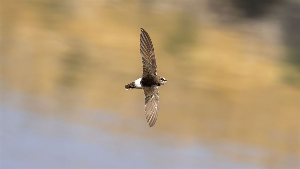Little Swift