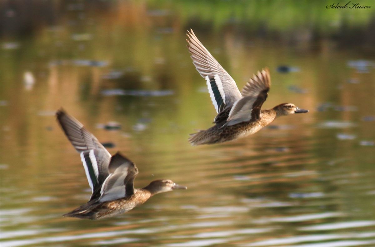 Garganey