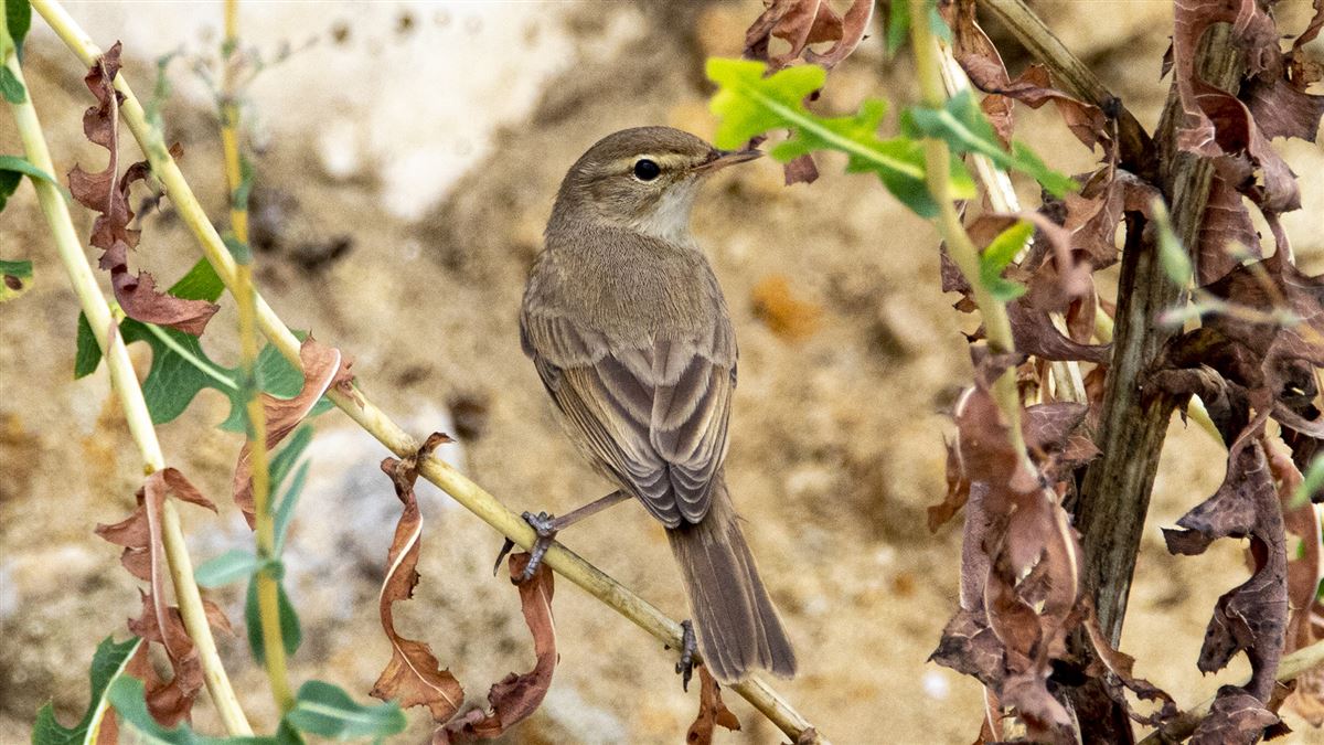 Booted Warbler